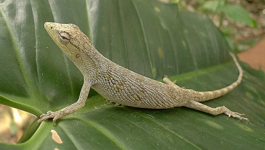 The Polychrus card