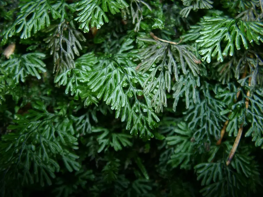 La carte Hymenophyllum tunbrigense