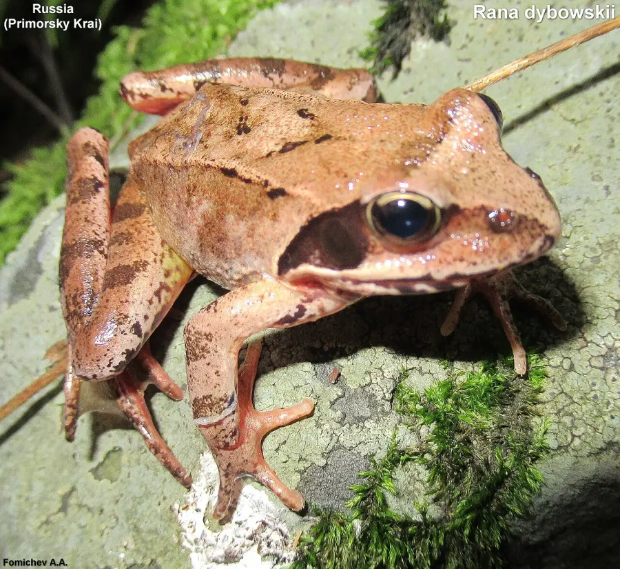 The Dybowski's frog card