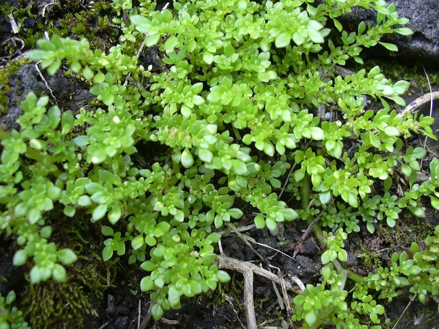 The Pilea microphylla card