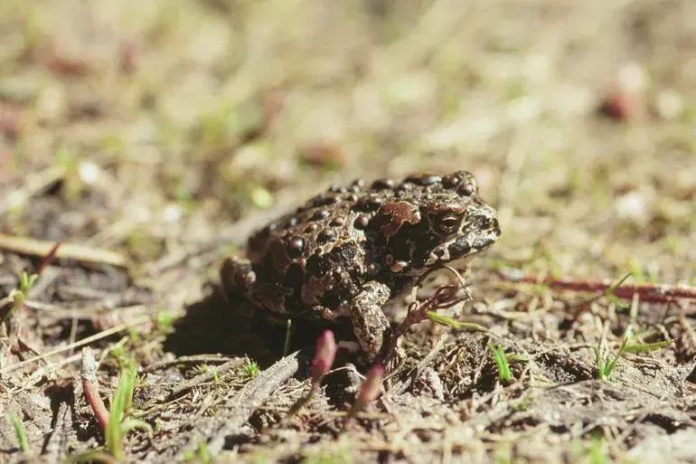 La carte Anaxyrus canorus