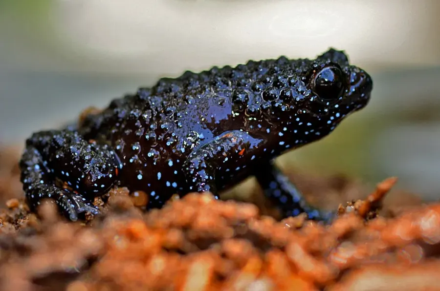 La carte Melanobatrachus indicus