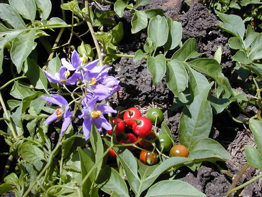 The Solanum seaforthianum card