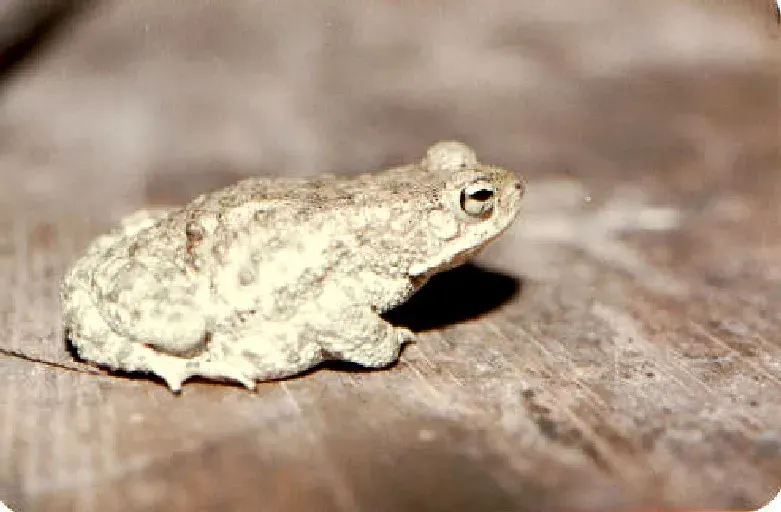 La carte Duttaphrynus stomaticus