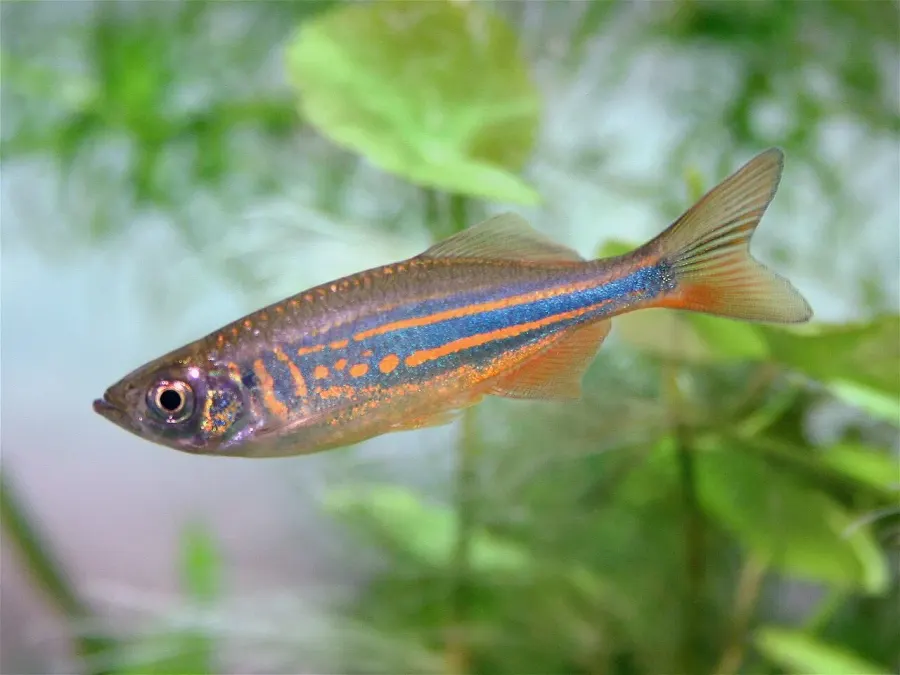 La carte Danio quangbinhensis