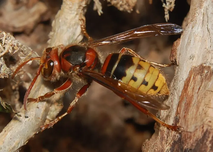 The European hornet card
