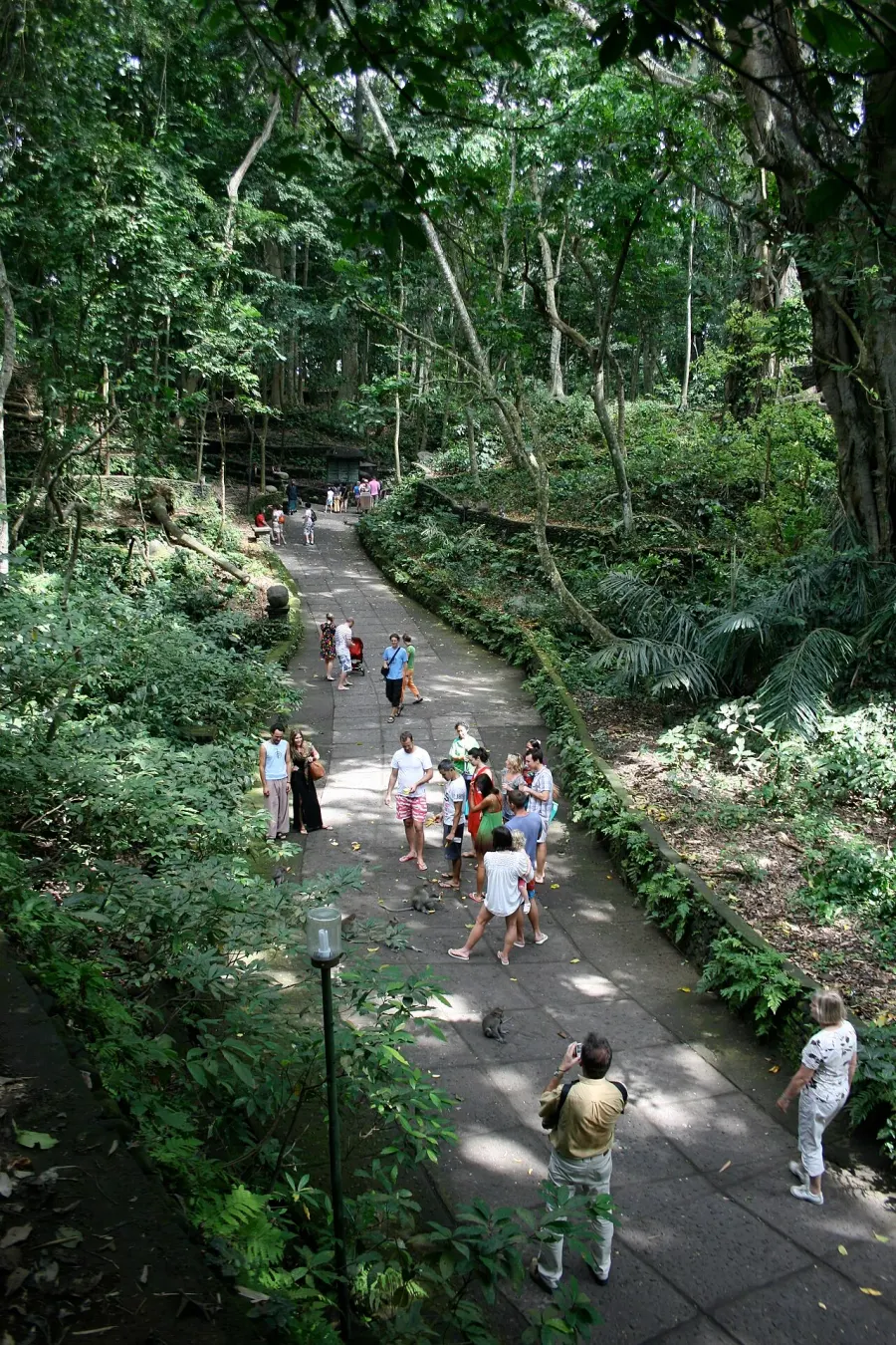 La carte Forêt des singes d'Ubud