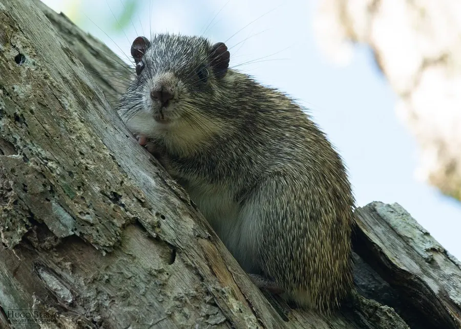 La carte Pattonomys semivillosus