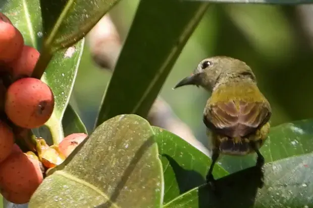 The Andaman flowerpecker card
