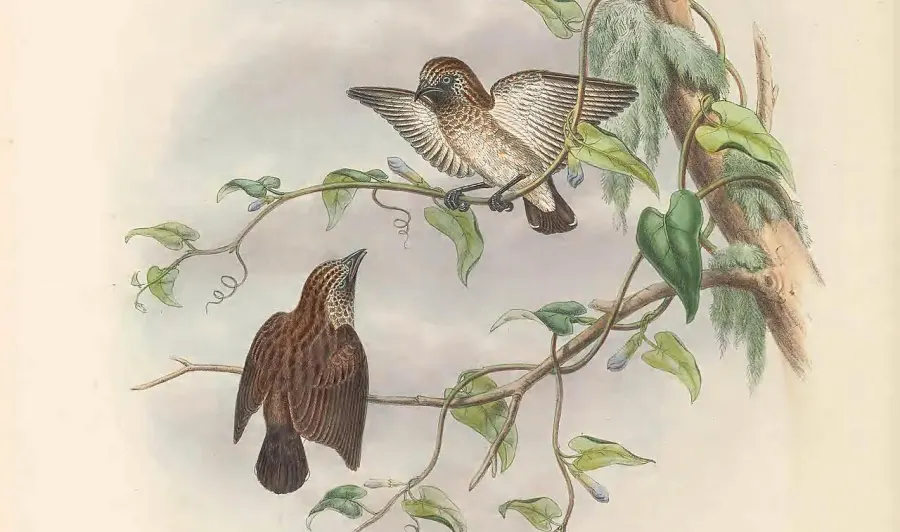 The Mottled flowerpecker card