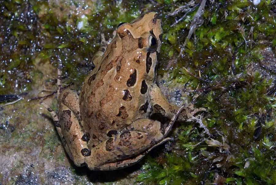 The Spanish painted frog card
