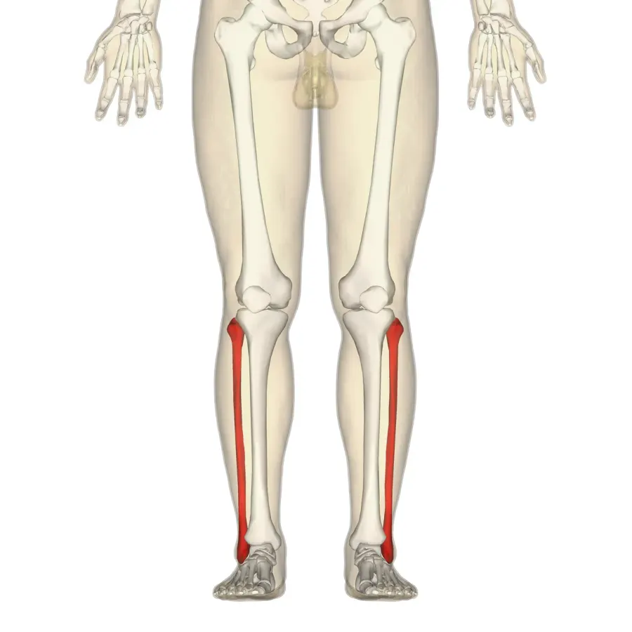The Fibula card