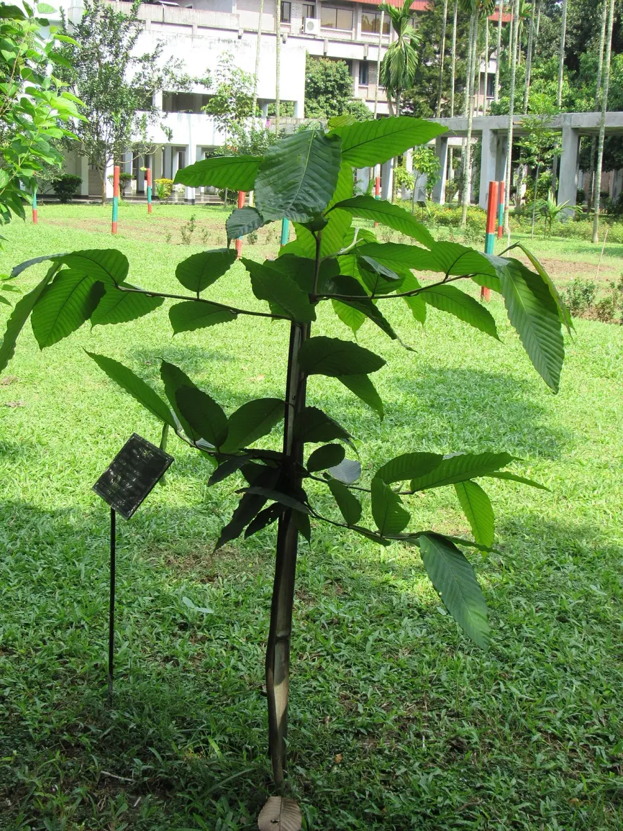 The Dipterocarpus turbinatus card