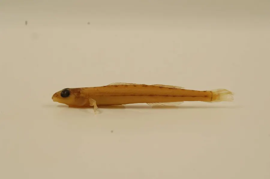 The Eastern sand darter card