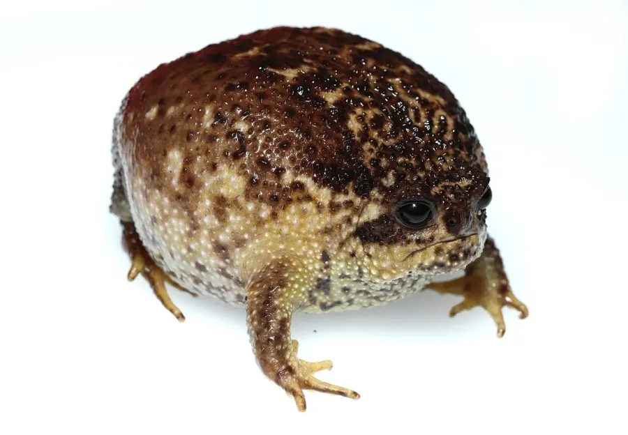 La carte Breviceps gibbosus