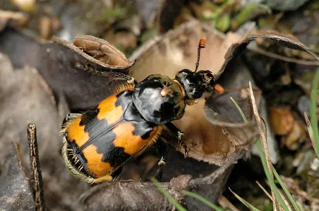 La carte Silphidae
