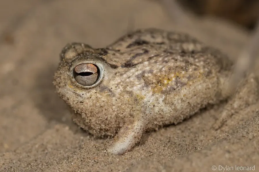 La carte Breviceps macrops