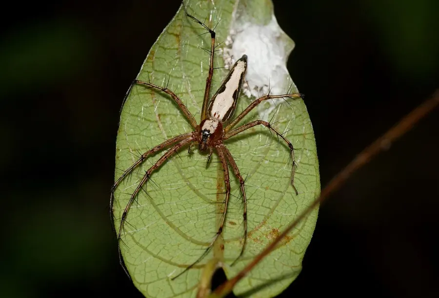The Oxyopes shweta card