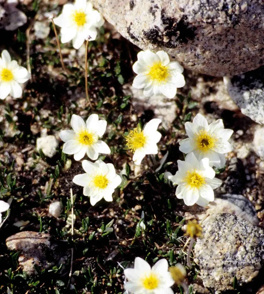 La carte Dryas integrifolia