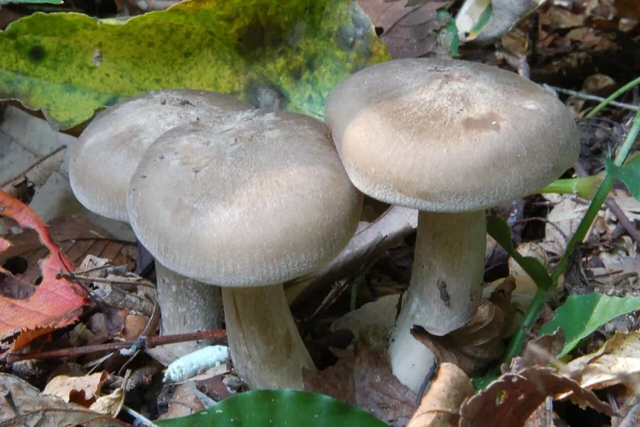 The Lyophyllaceae card