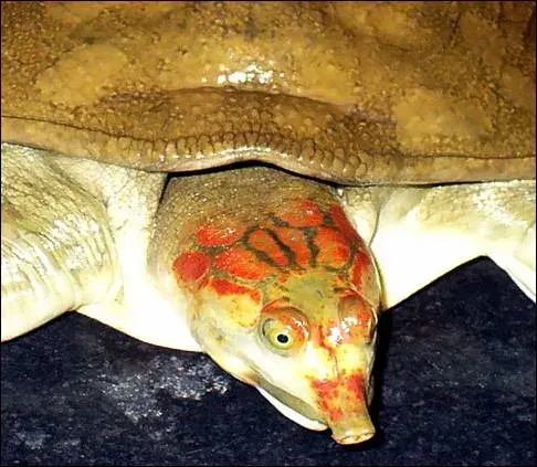 The Leith's softshell turtle card