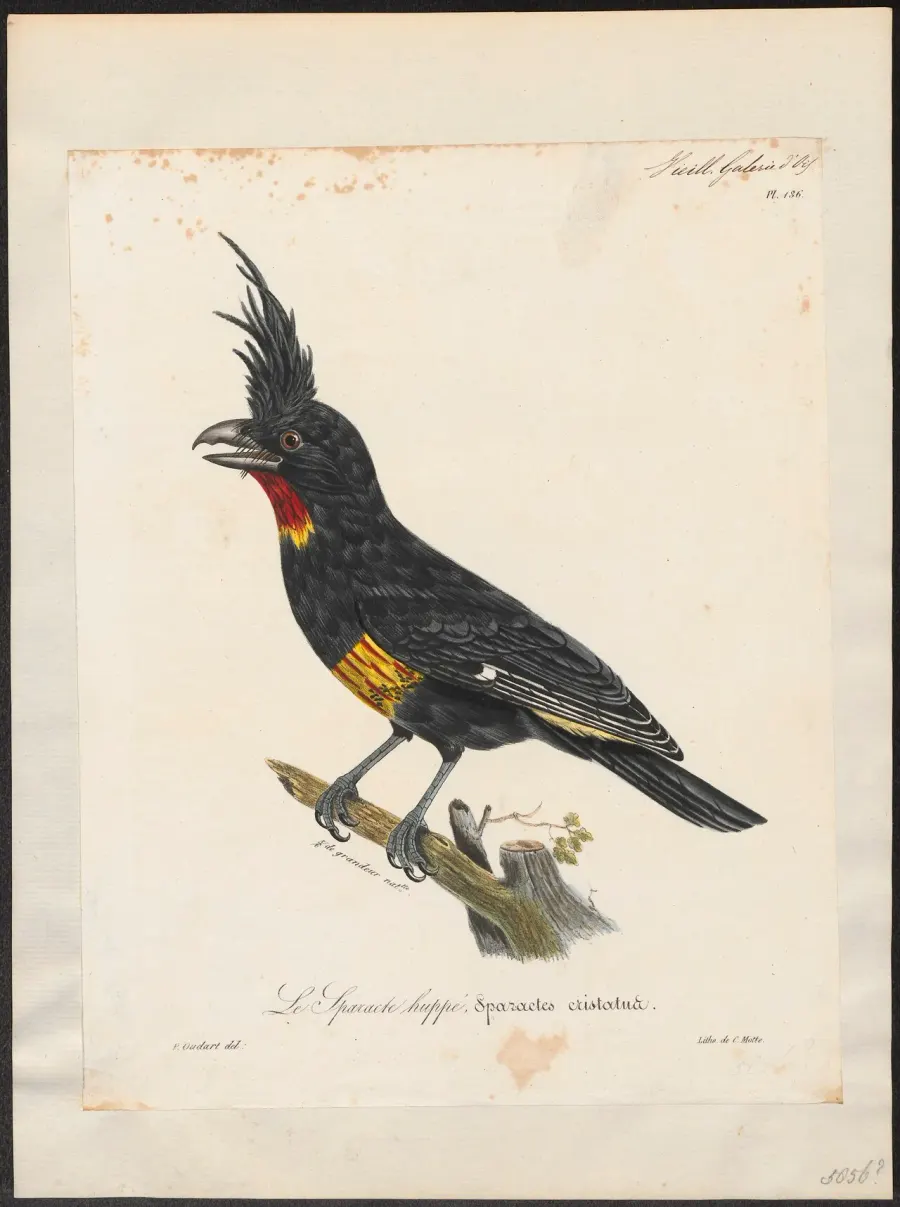 The Piping bellbird card