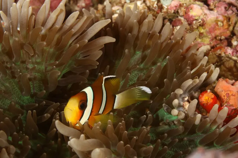 The Three-band anemonefish card