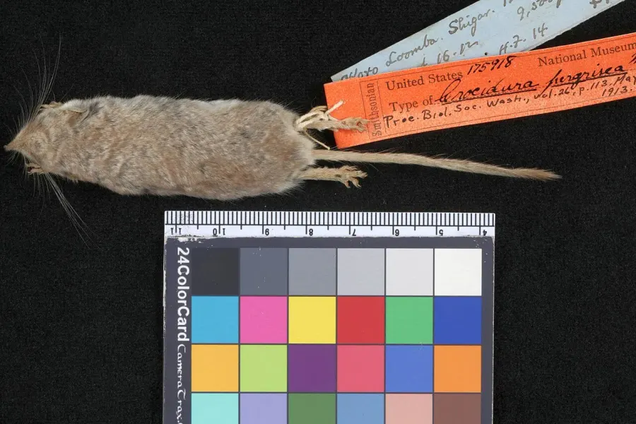 The Pale gray shrew card