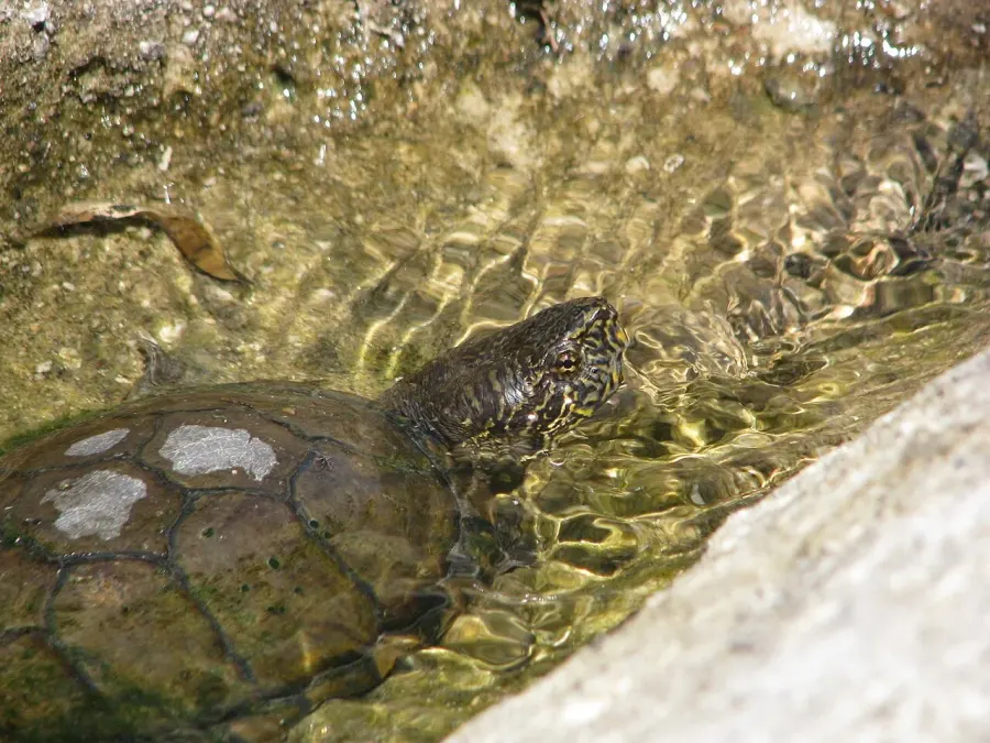 The Sonora mud turtle card