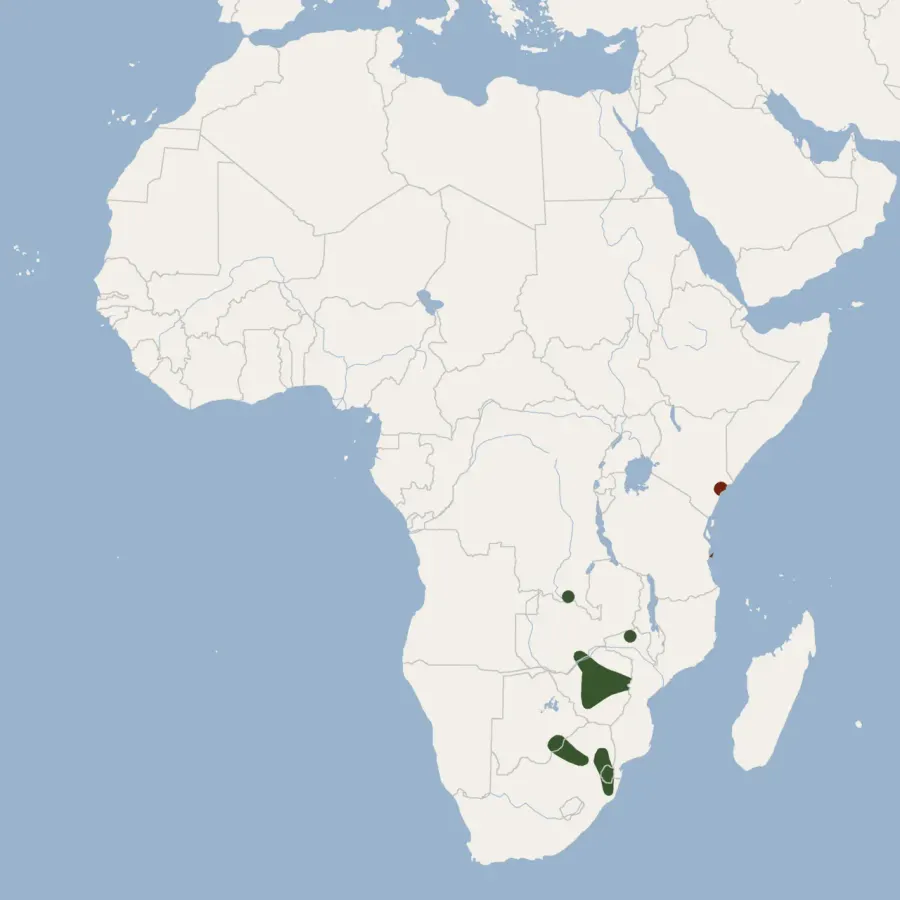 La carte Cloeotis percivali