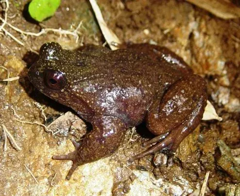 La carte Insuetophrynus acarpicus