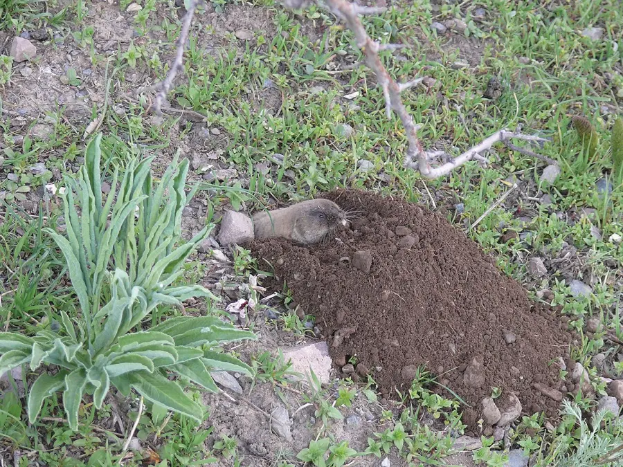 The Alai mole vole card