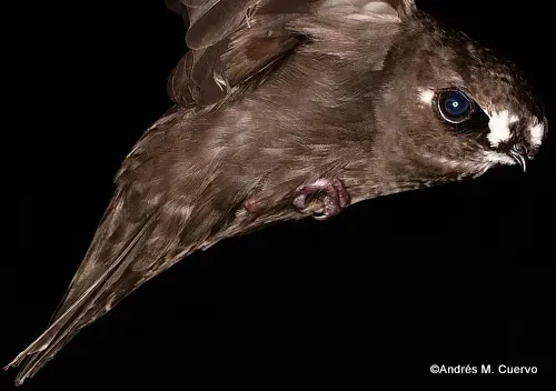 The Spot-fronted swift card