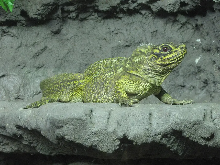 The Philippine sailfin lizard card