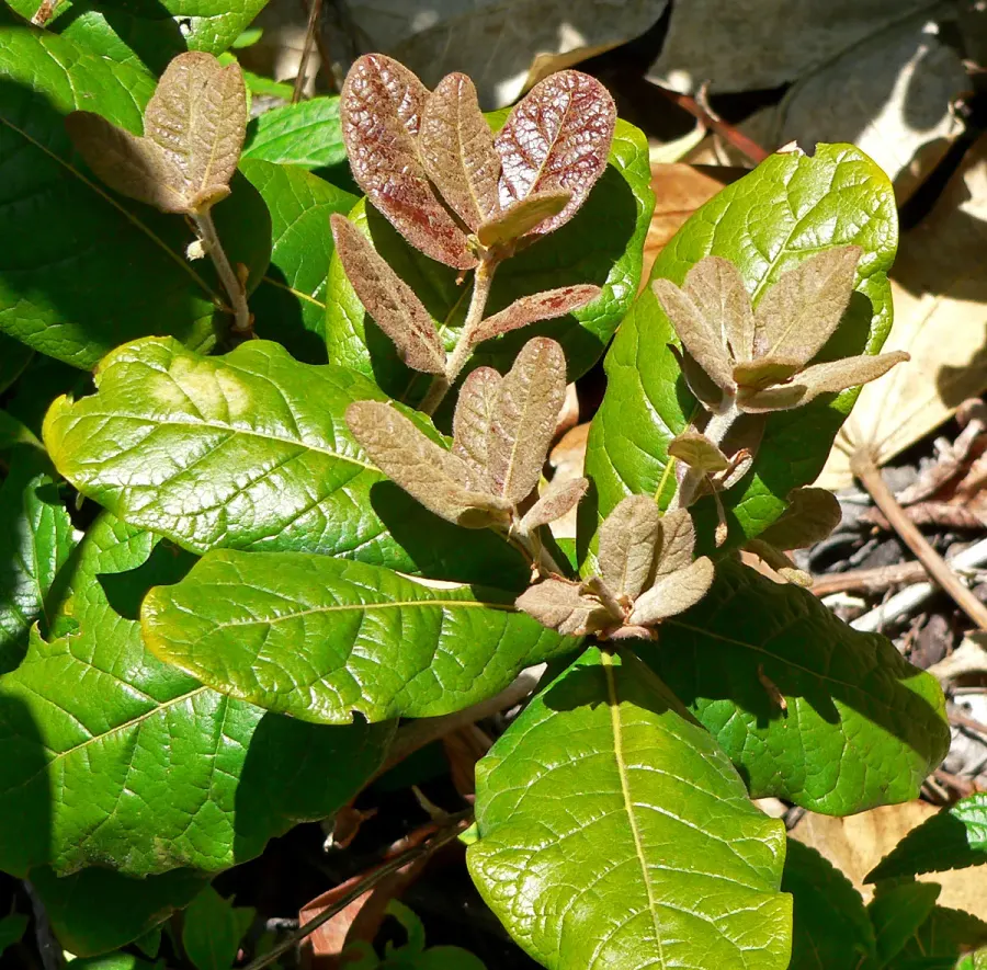 The Quercus costaricensis card