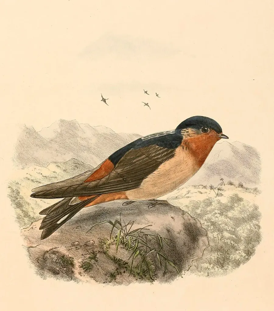 The Red-throated cliff swallow card