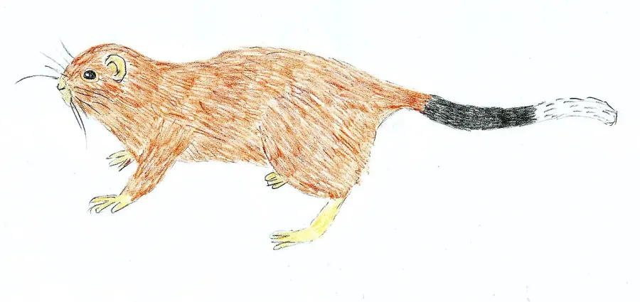 La carte Crateromys australis