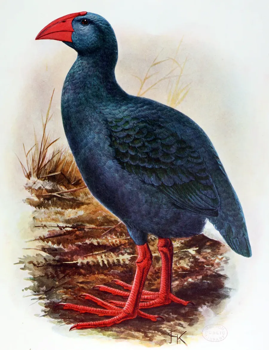 La carte Talève de La Réunion
