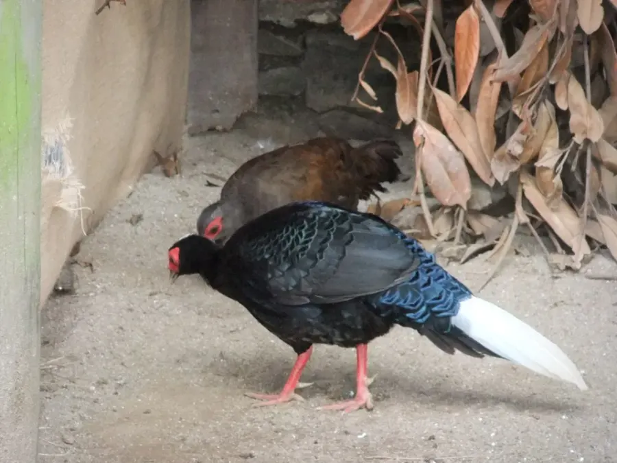 The Vietnamese pheasant card