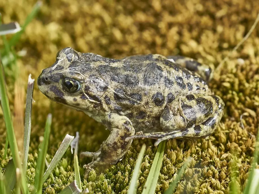 La carte Atelognathus nitoi