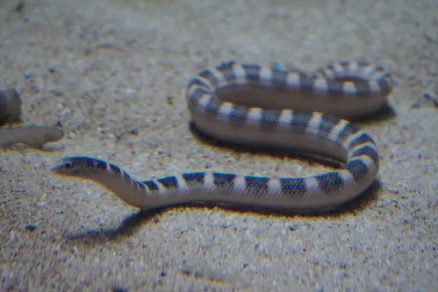La carte Hydrophis ornatus