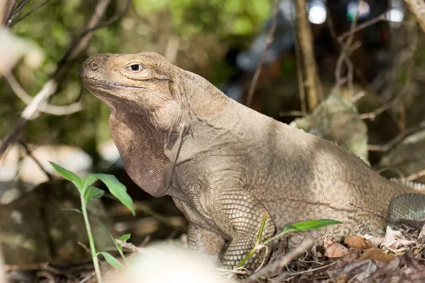 La carte Cyclura pinguis