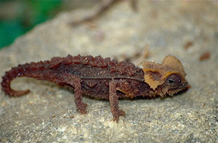 La carte Brookesia perarmata