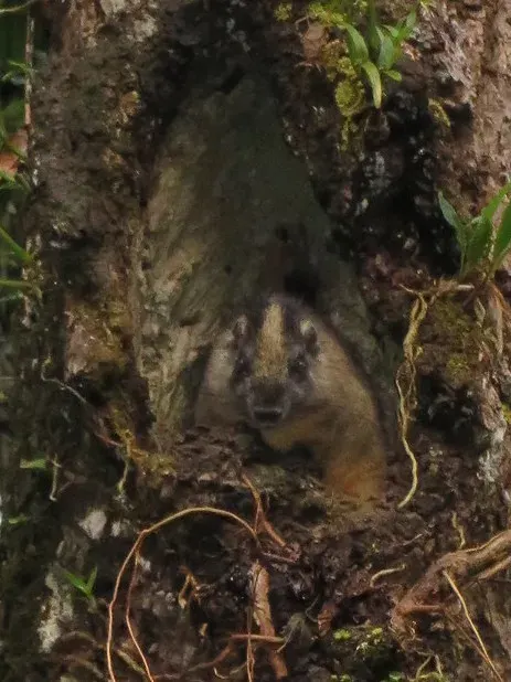 The Yellow-crowned brush-tailed rat card