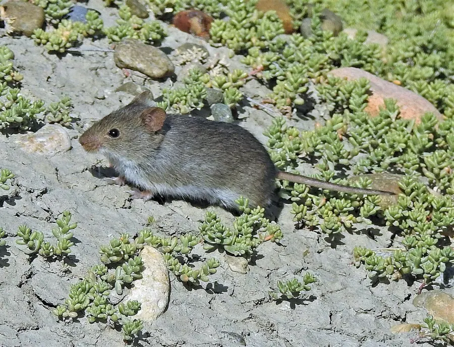 La carte Abrothrix olivaceus