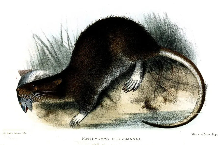 La carte Ichthyomys stolzmanni