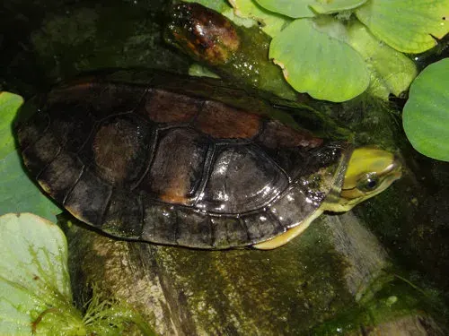 The Yellow-headed box turtle card