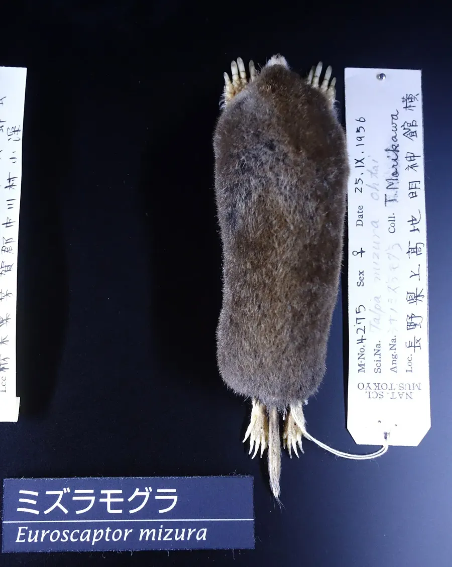 The Japanese mountain mole card