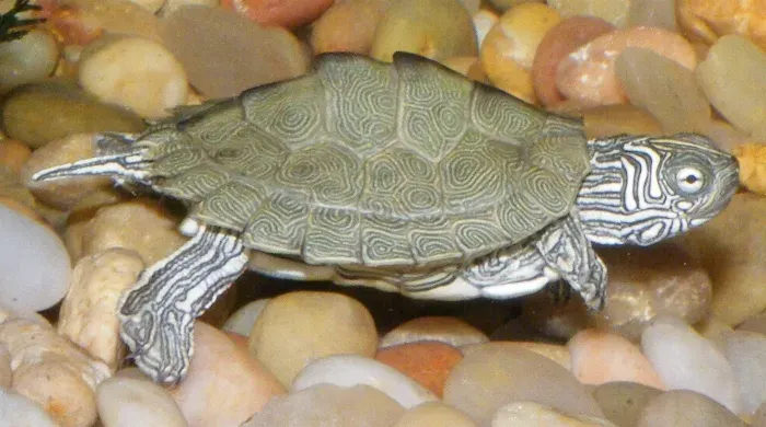 The Cagle's map turtle card