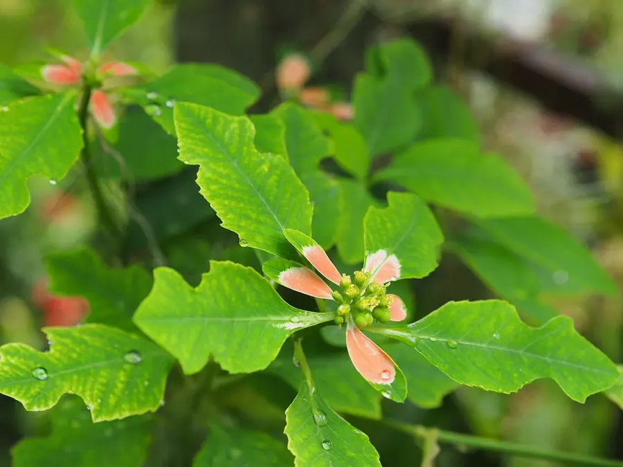 The Euphorbia heterophylla card
